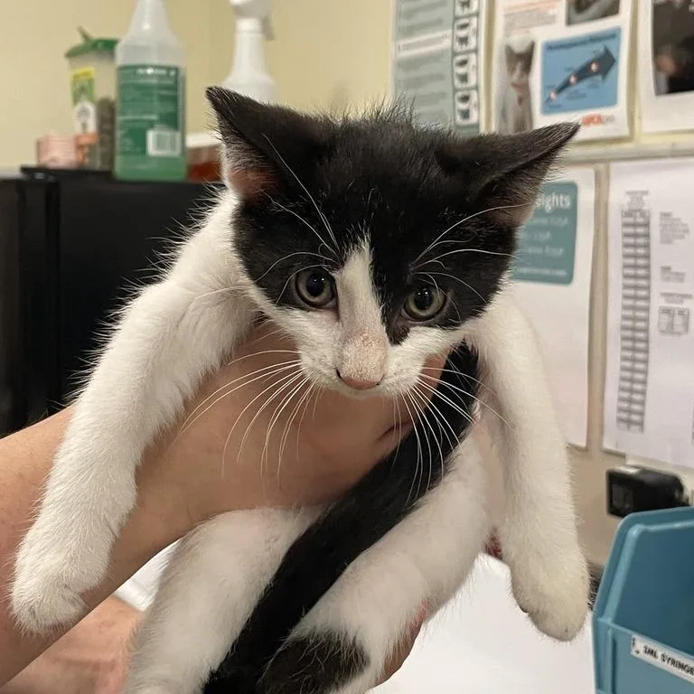 A baby small-sized female Domestic Short Hair cat named Oreo for adoption in Chicago, IL