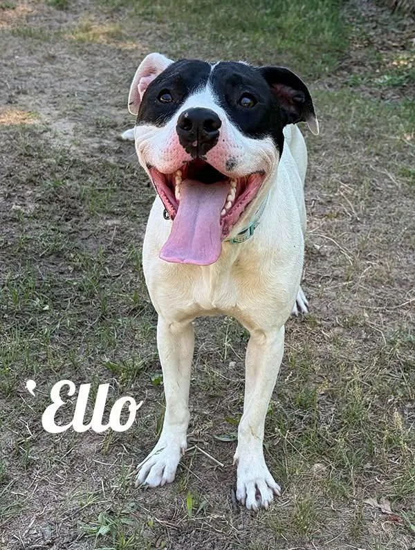 'Ello