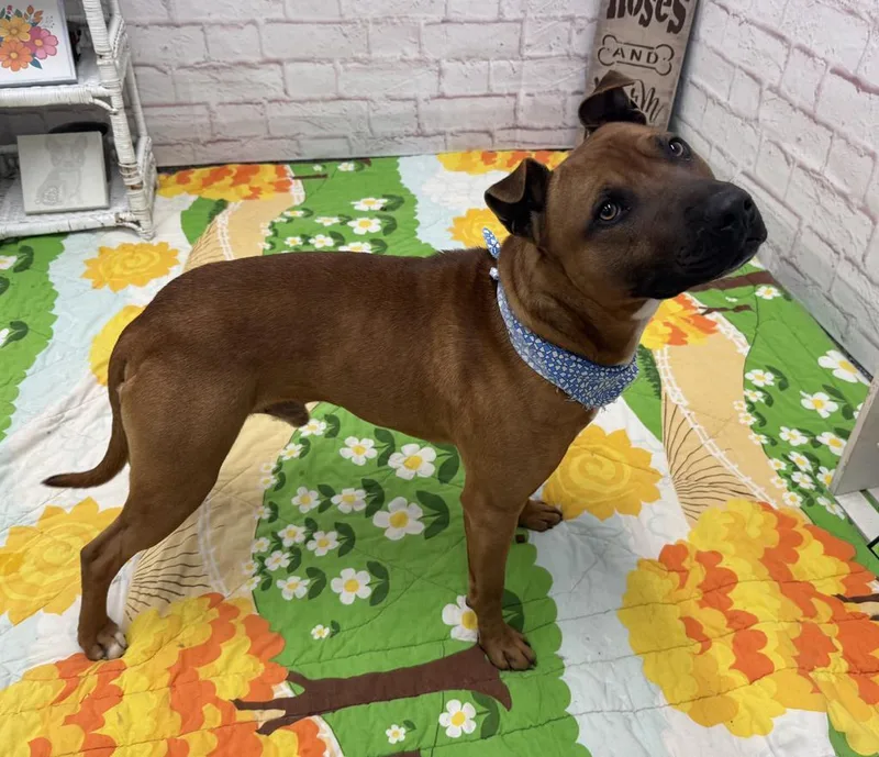 Bark O'lucky thumbnail 2