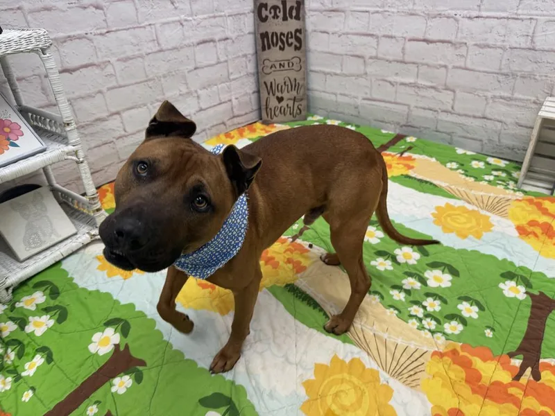 Bark O'lucky thumbnail 3