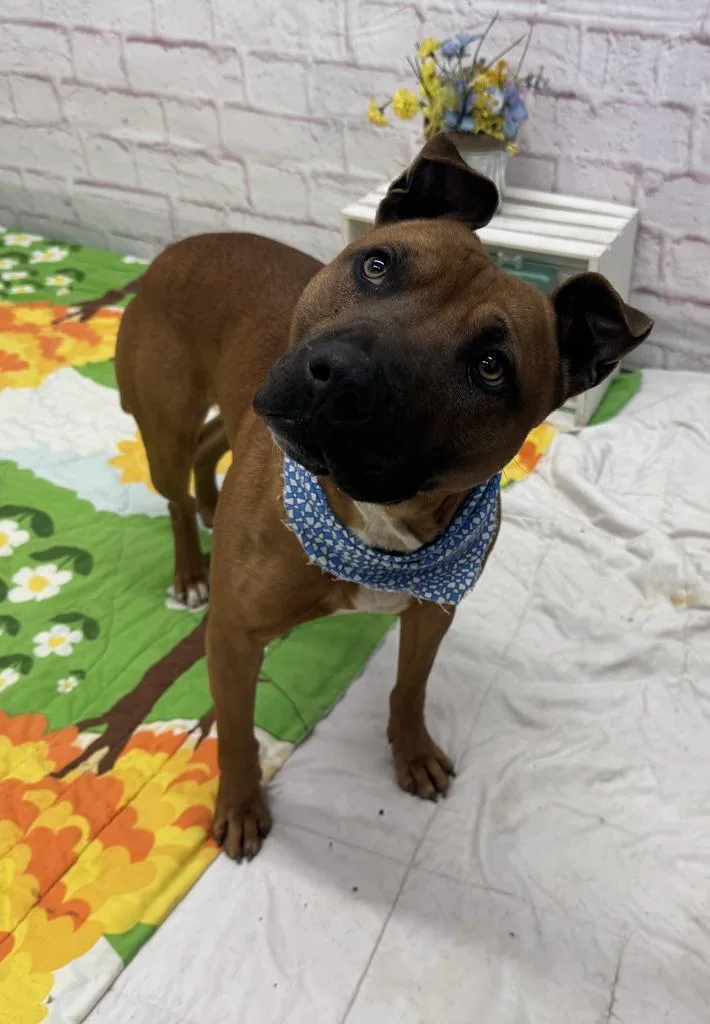 Bark O'lucky thumbnail 4