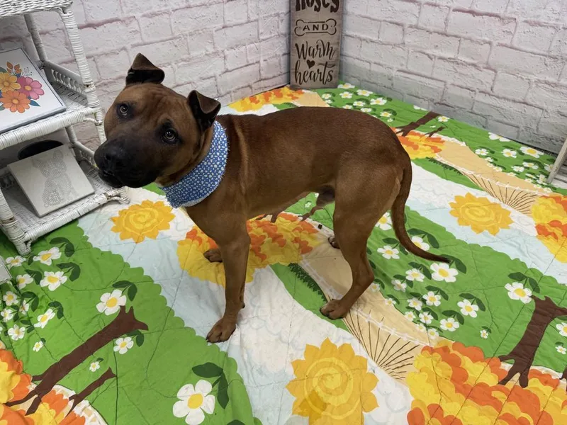 Bark O'lucky thumbnail 5