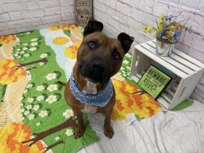 Bark O'lucky thumbnail 6