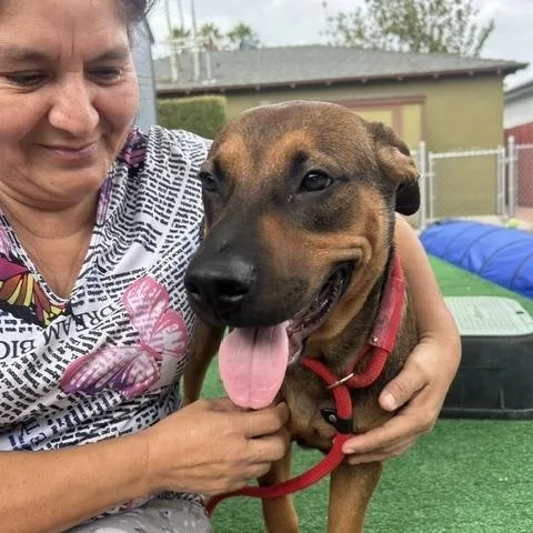 A baby medium-sized male Shepherd dog named Danny for adoption in Burbank, CA