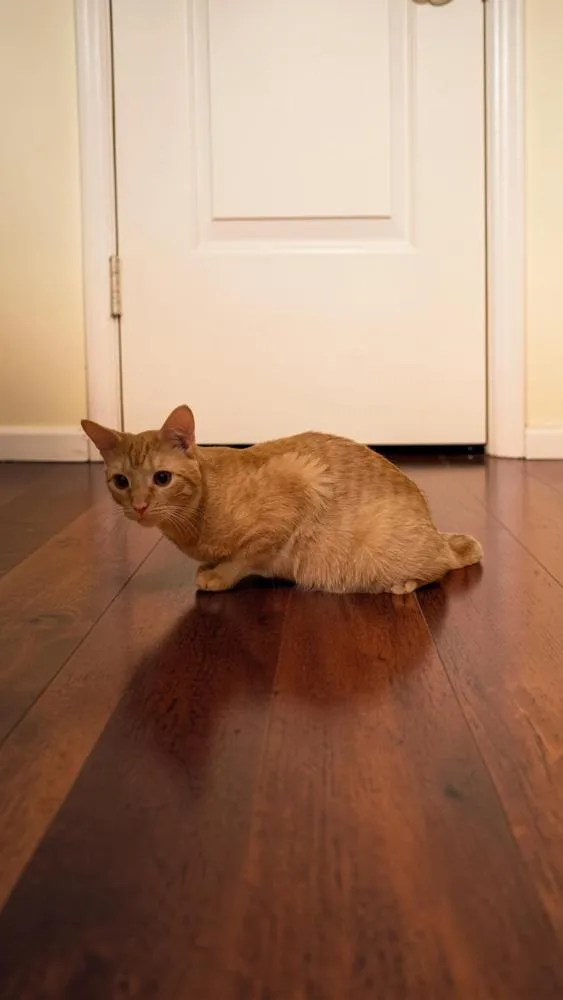 Pumpkin