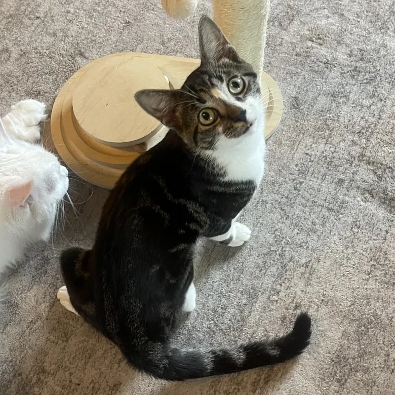 A young small-sized male Gray / Blue / Silver Domestic Short Hair cat named Jonesy for adoption in Lexington, KY