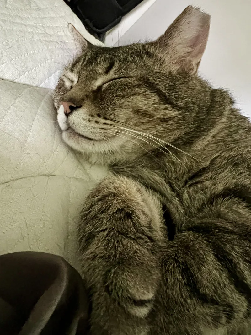 An adult medium-sized male Tabby (Brown / Chocolate) Domestic Short Hair cat named Curious George for adoption in Cleveland, OH
