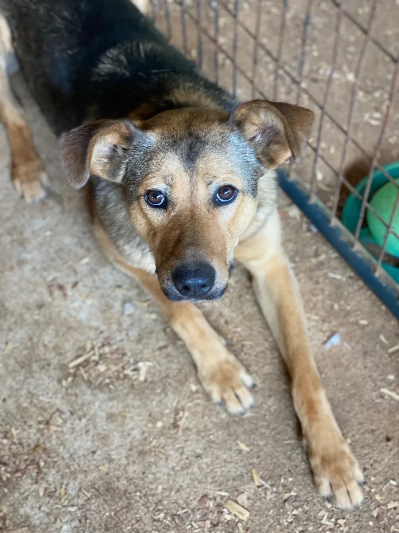 A young large-sized female German Shepherd Dog dog named Buttercup for adoption in Greeneville , TN