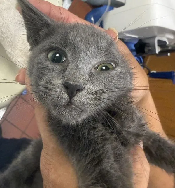 A baby small-sized female Domestic Short Hair cat named Fiona for adoption in Salisbury, MD