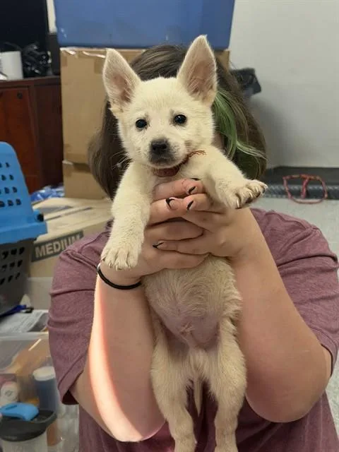 A baby small-sized male Siberian Husky dog named Elmo for adoption in Pasadena, TX