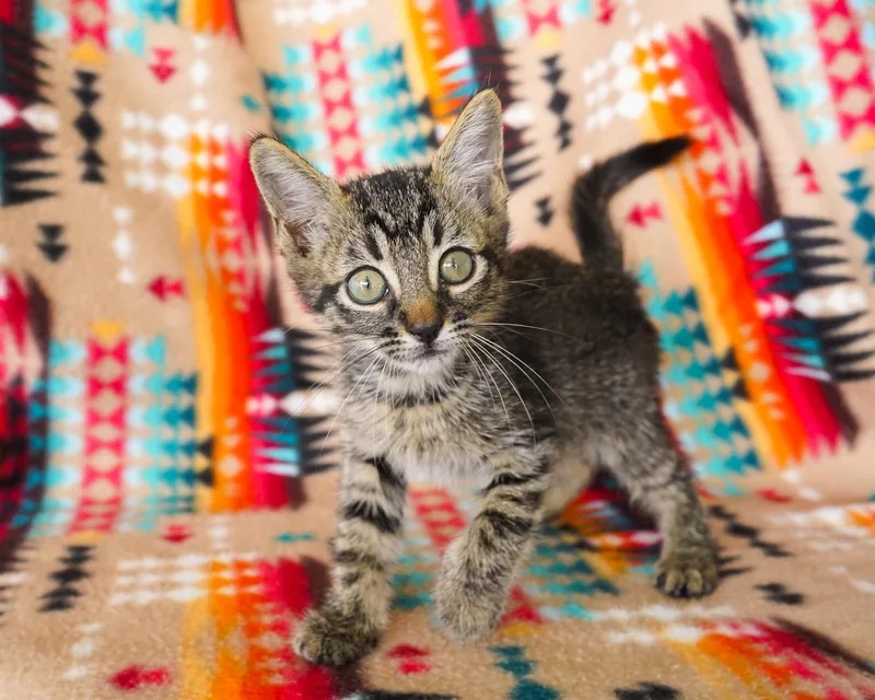 A young medium-sized male Gray / Blue / Silver Domestic Short Hair cat named Goblin for adoption in San Antonio, TX