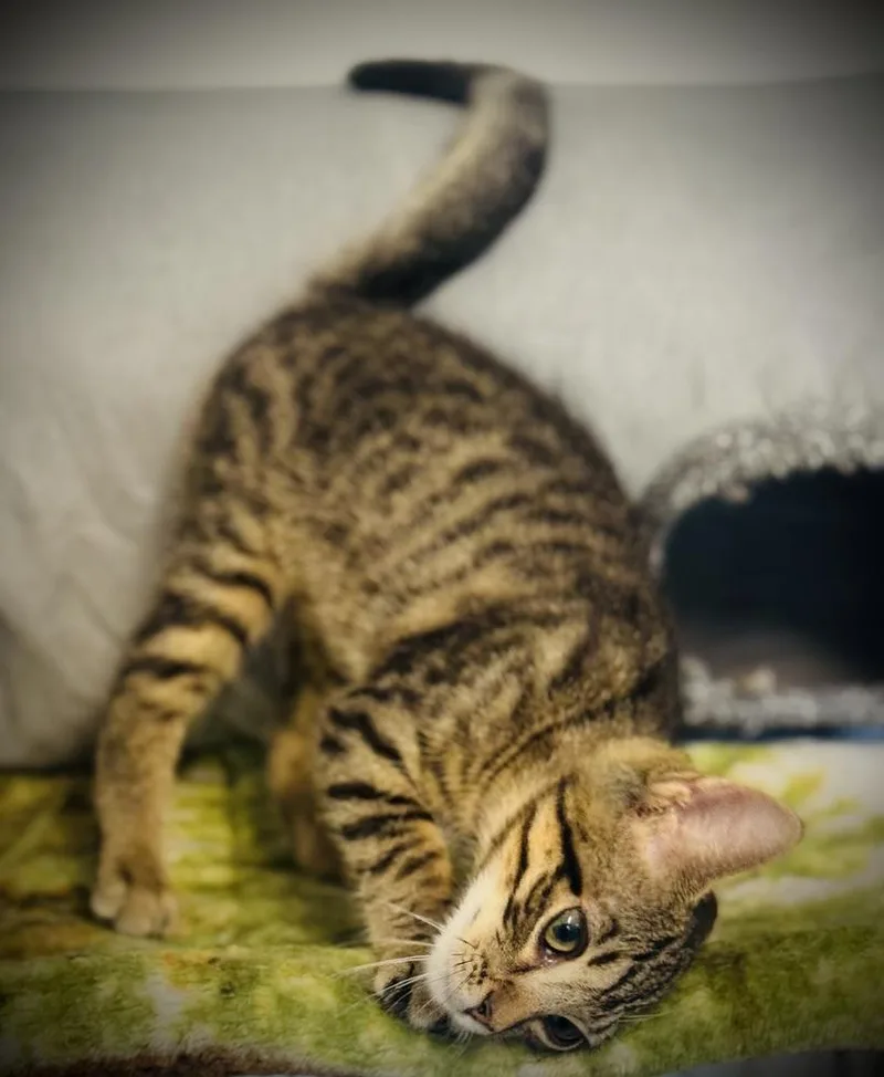 A baby small-sized female Domestic Short Hair cat named Twiggy for adoption in Jackson, GA