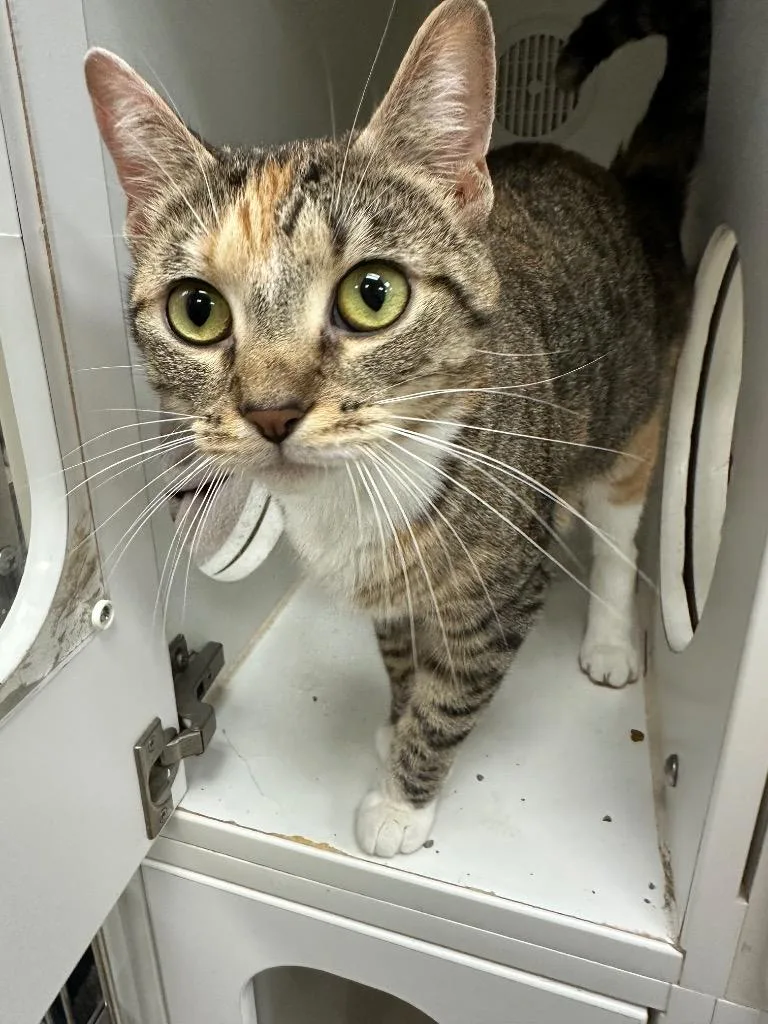 A young medium-sized female Domestic Short Hair cat named Truffle for adoption in Johnson City, TN