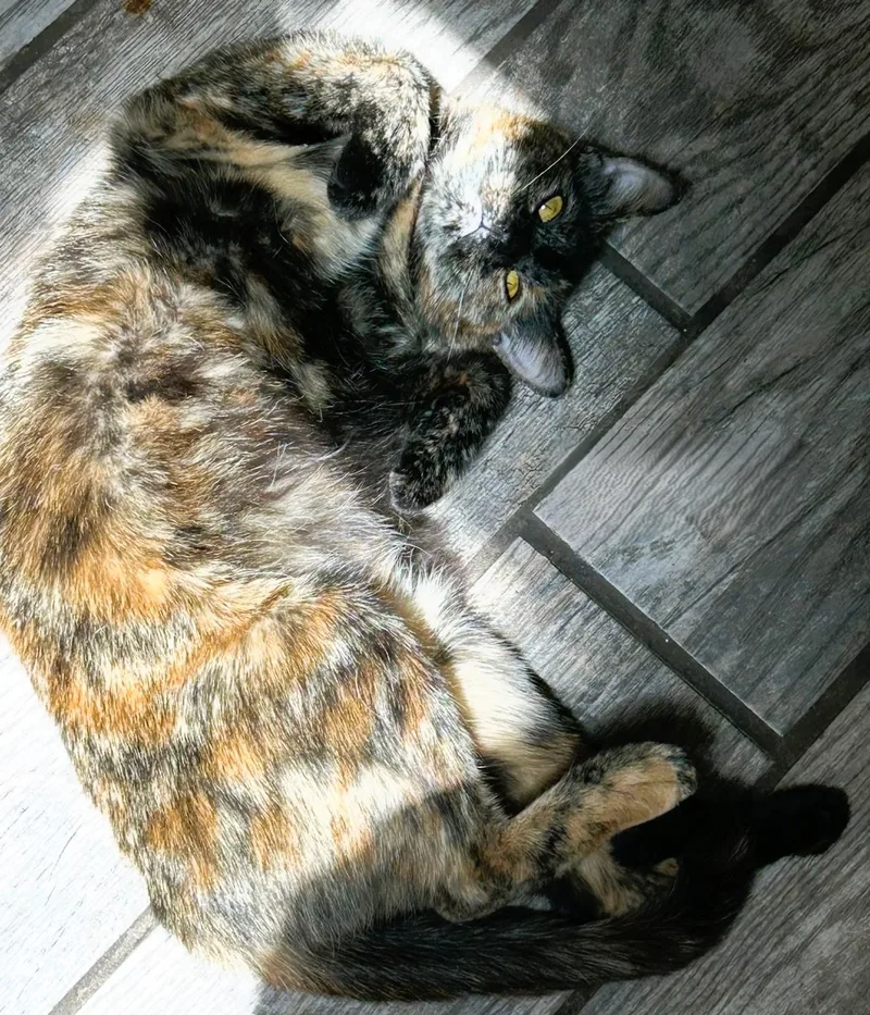 An adult medium-sized female Domestic Medium Hair cat named Whiskey for adoption in Prescott, AZ