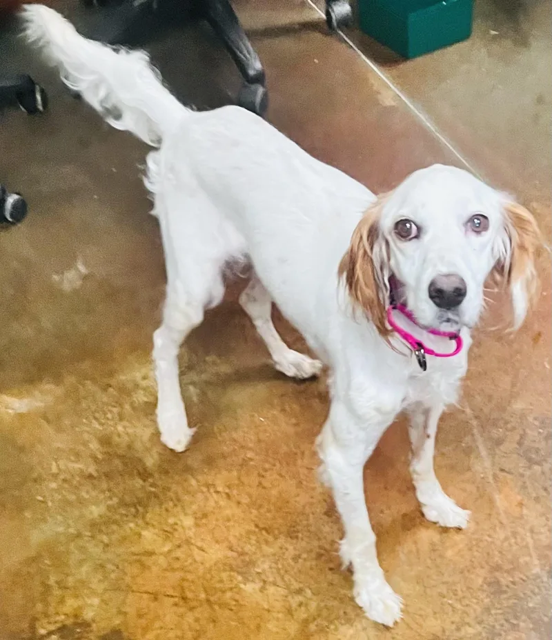 An adult medium-sized female White / Cream English Setter dog named Eedee for adoption in Council Bluffs, IA