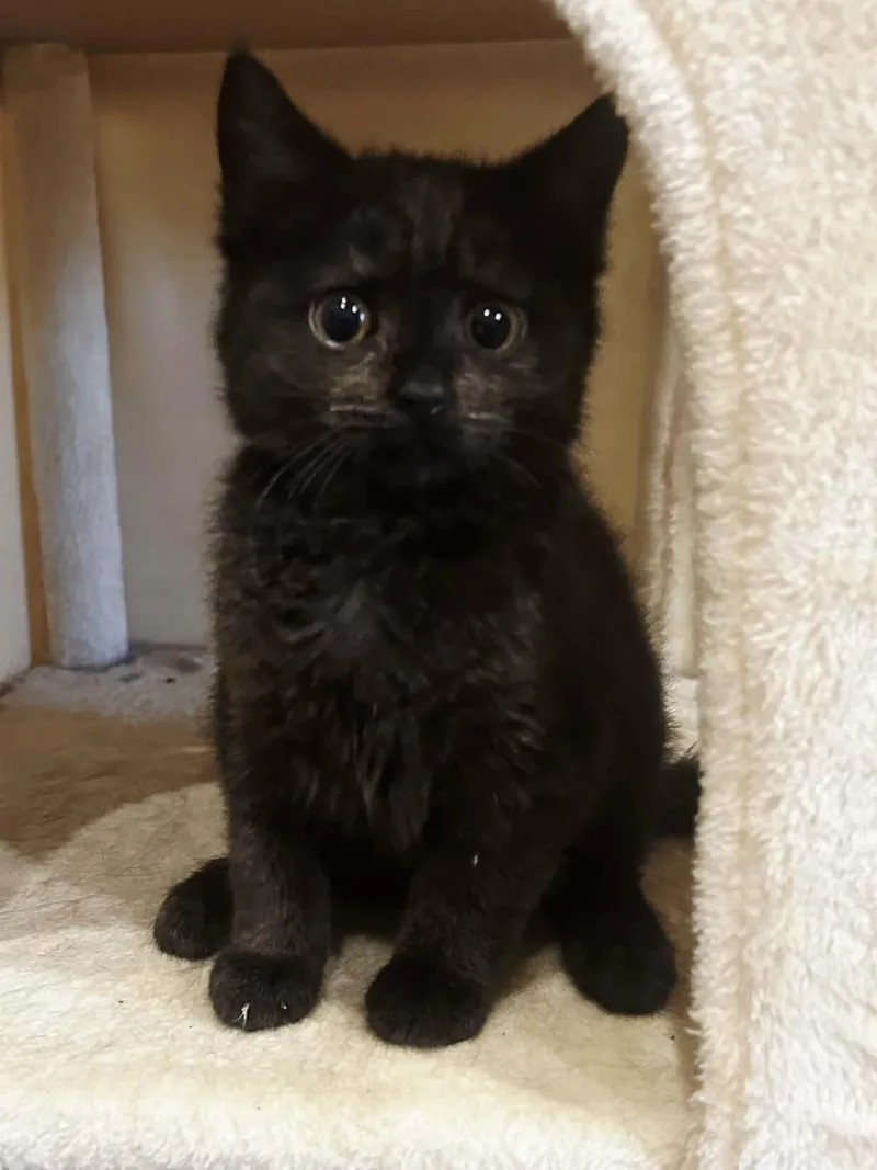A baby medium-sized female Black Domestic Short Hair cat named Lacy for adoption in Greensburg, PA