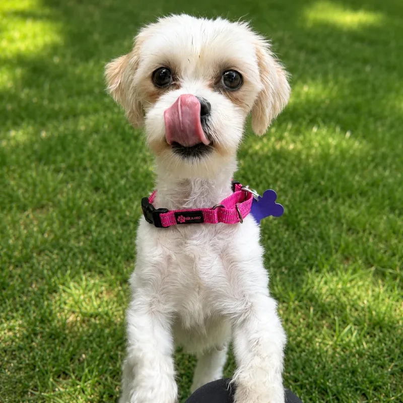 An adult small-sized female White / Cream Mixed Breed dog named Alba for adoption in Hopkinton, MA