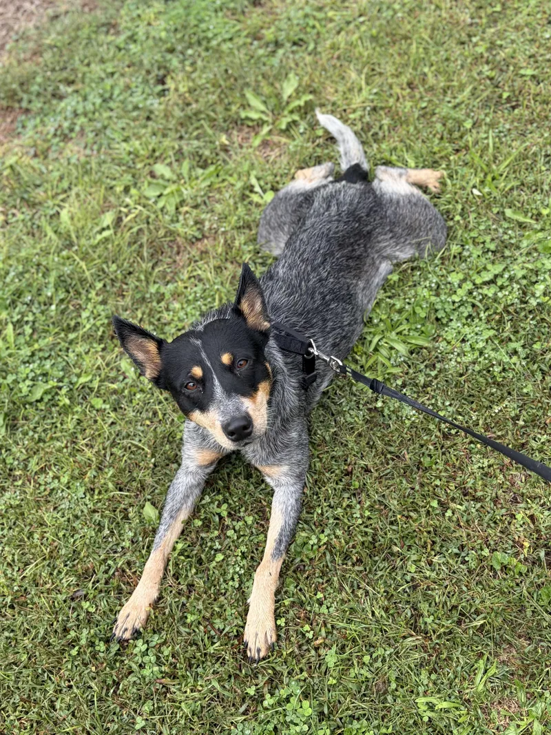 A young medium-sized female Australian Cattle Dog / Blue Heeler dog named Maple for adoption in Maryville, TN