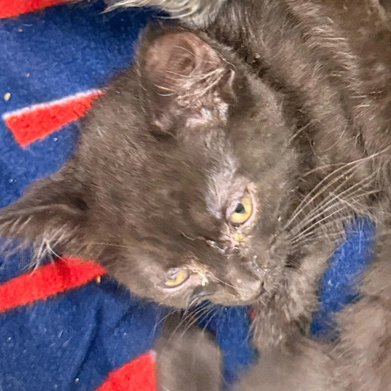A baby small-sized female Black Domestic Short Hair cat named Katie KaBoom for adoption in Evansville, IN