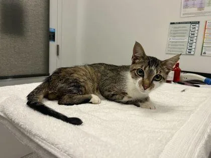 An adult medium-sized male Brown / Chocolate Domestic Short Hair cat named Goosetopher for adoption in Kansas City, MO