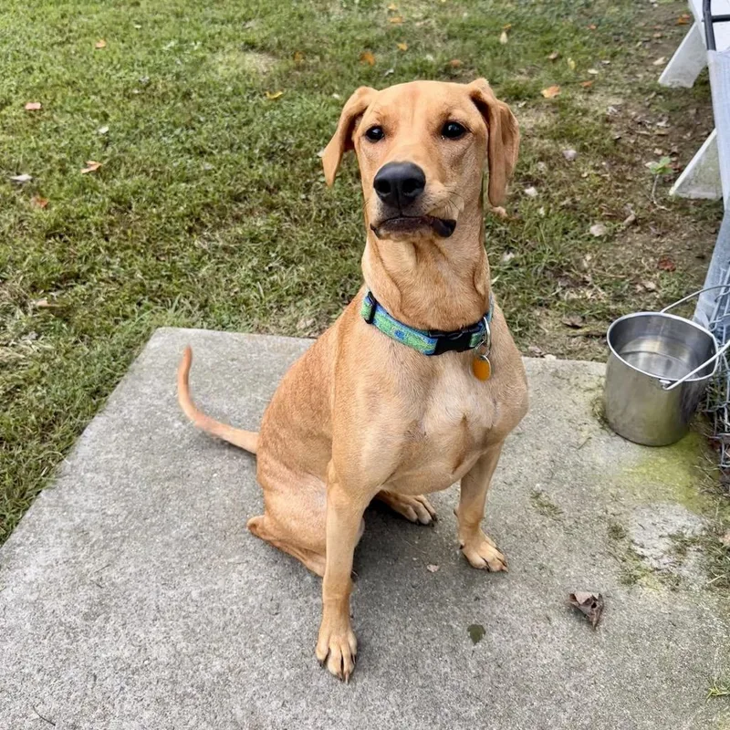 A young large-sized female Yellow / Tan / Blond / Fawn Doberman Pinscher dog named Bella FKA Candi for adoption in Chesapeake, VA