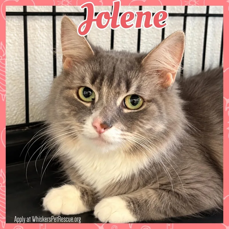 An adult medium-sized female Gray & White Domestic Medium Hair cat named Jolene for adoption in Southbury, CT