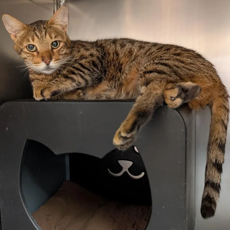 An adult large-sized male Brown / Chocolate Domestic Short Hair cat named Rooster for adoption in Titusville, FL