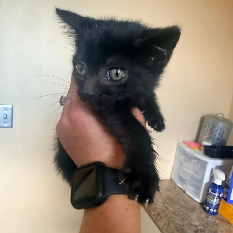 A baby small-sized female Black Domestic Short Hair cat named Pucker for adoption in Corinth, MS