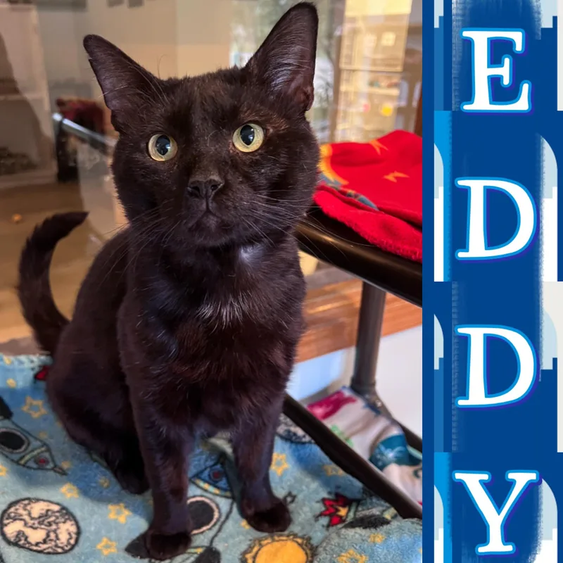 An adult large-sized male Black Domestic Short Hair cat named Eddy for adoption in Arlington Heights, IL