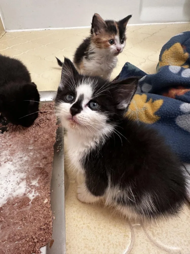 A baby small-sized male Black & White / Tuxedo Domestic Short Hair cat named Cat for adoption in Greensboro, NC