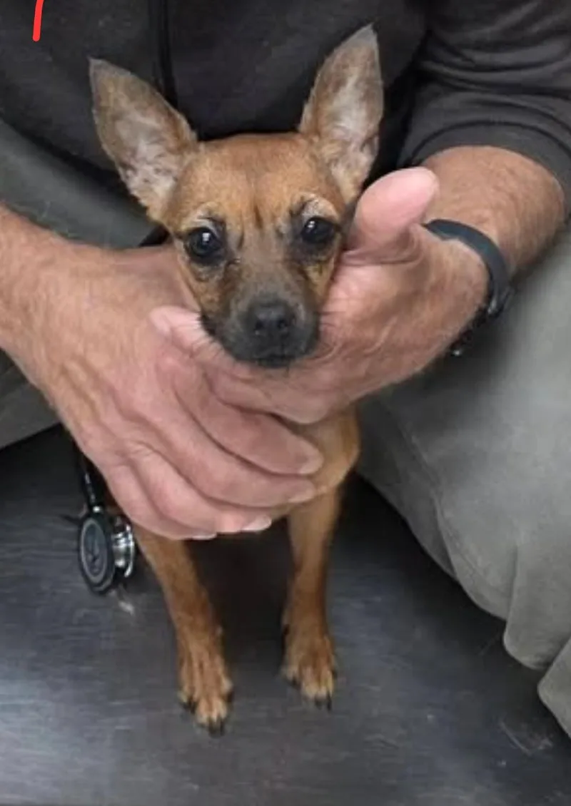 Tinkerbell