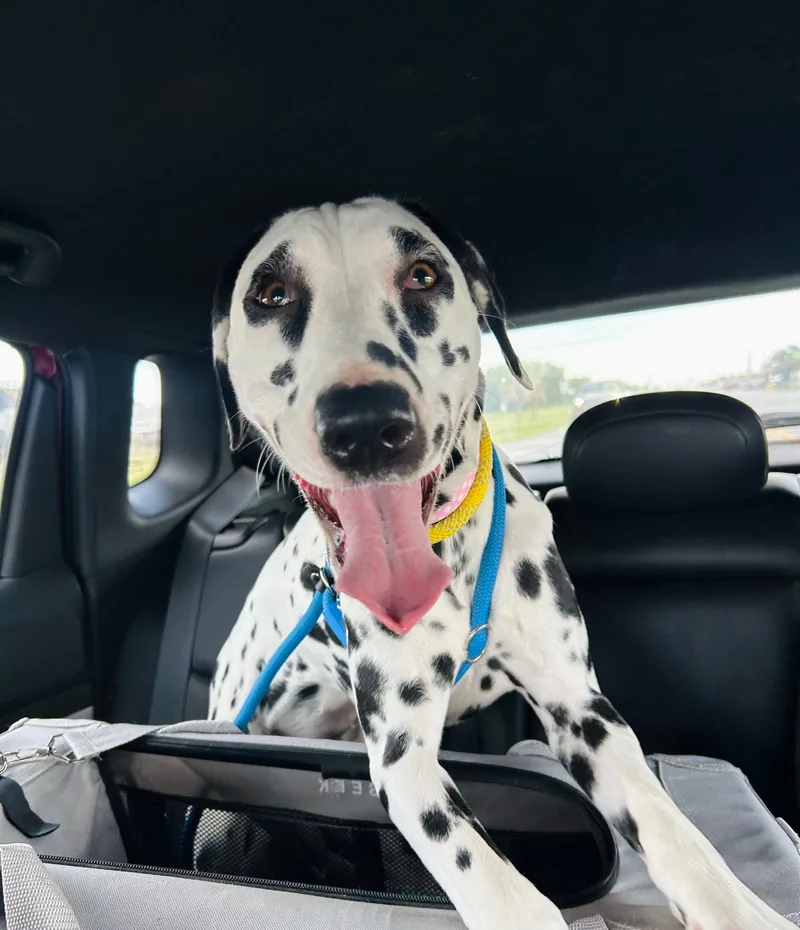 Dottie thumbnail 5