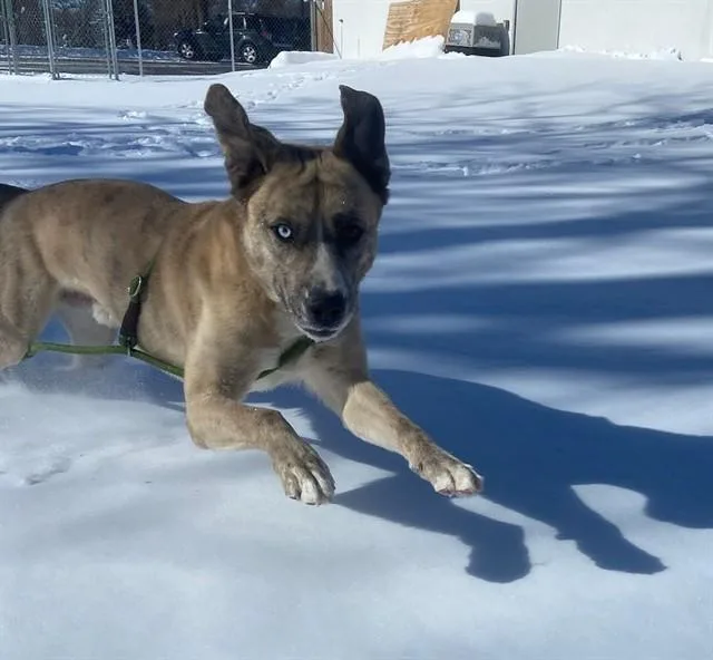 An adult large-sized male Husky dog named Dex for adoption in Omaha, NE