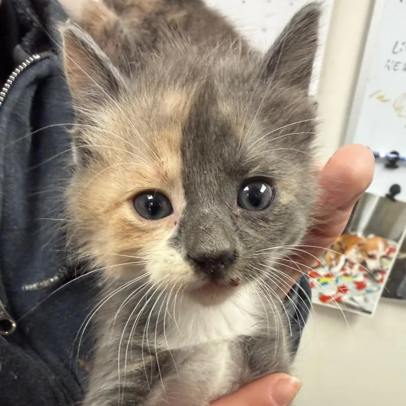 A baby small-sized female Domestic Medium Hair cat named Mary Kate for adoption in Birmingham, AL