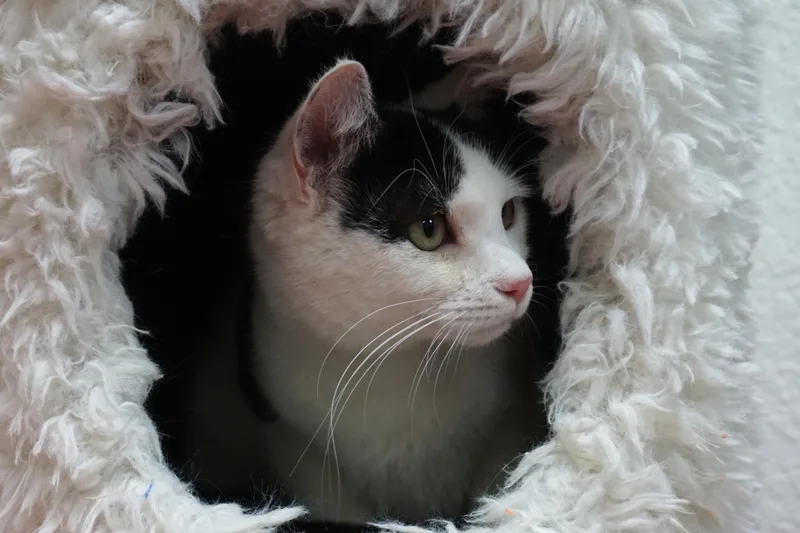 Spencer Beau thumbnail 2