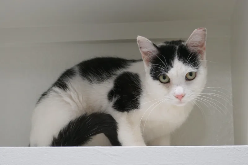 Spencer Beau thumbnail 3