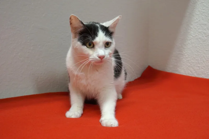 Spencer Beau thumbnail 4