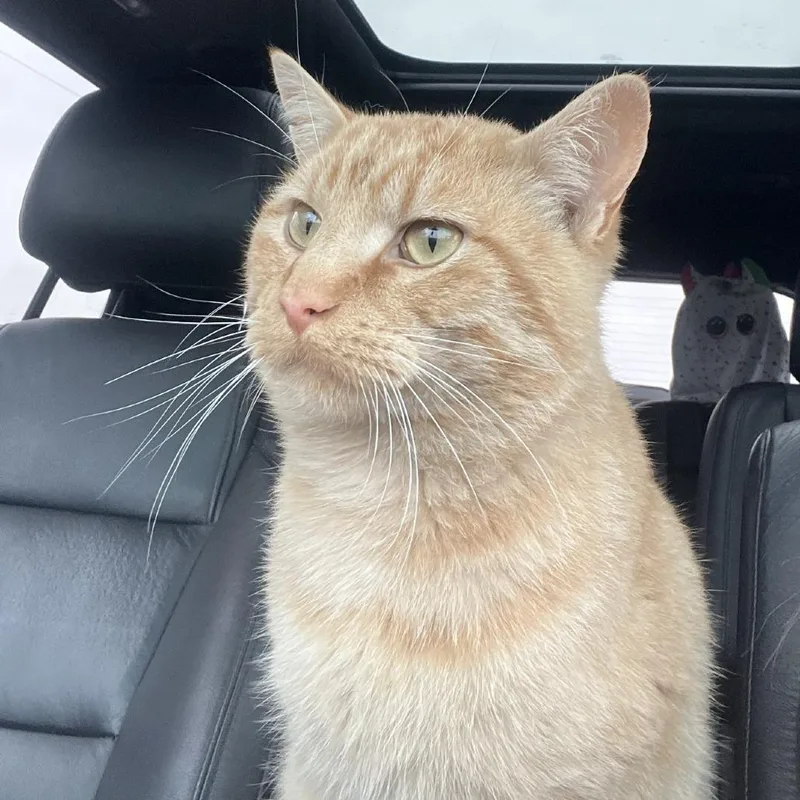 An adult medium-sized male Orange / Red Domestic Short Hair cat named Imposter for adoption in Milan, IL