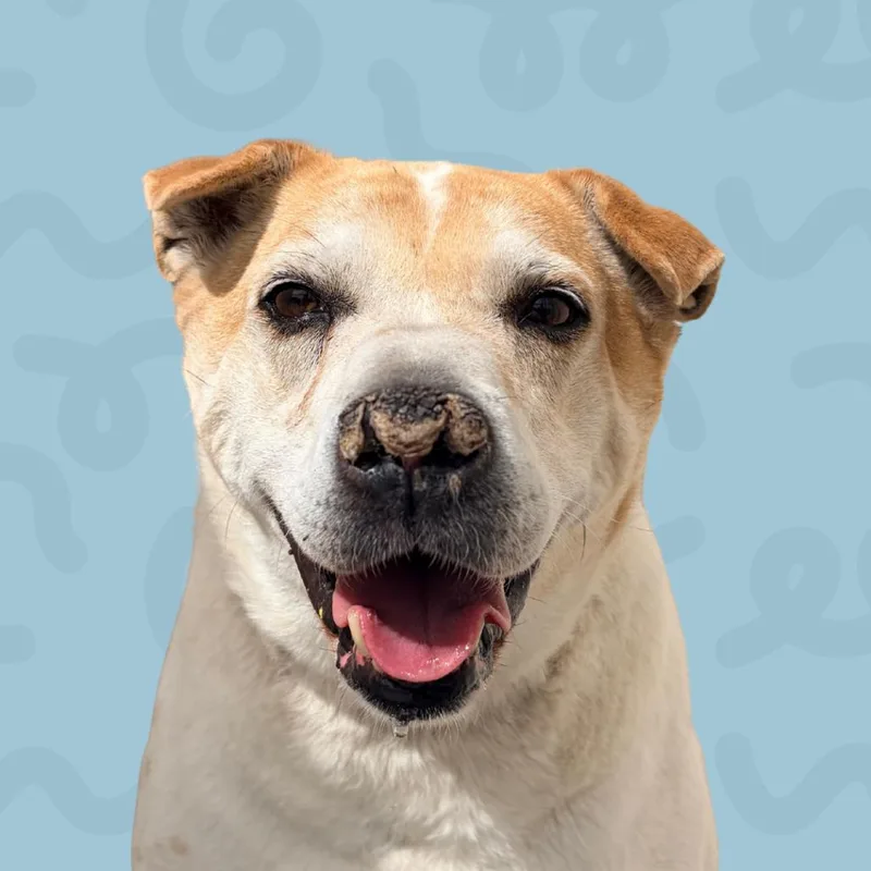 A senior medium-sized male White / Cream Mixed Breed dog named Peanut for adoption in Reno, NV