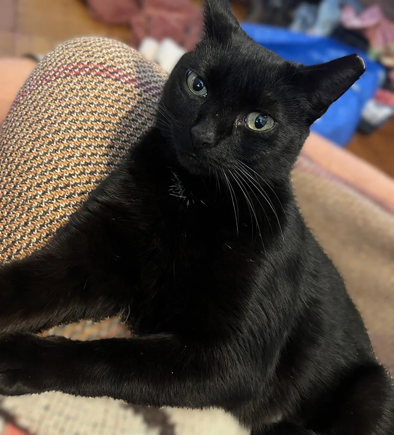 A young medium-sized female Domestic Short Hair cat named Merci  Years Female for adoption in Sterling, MA