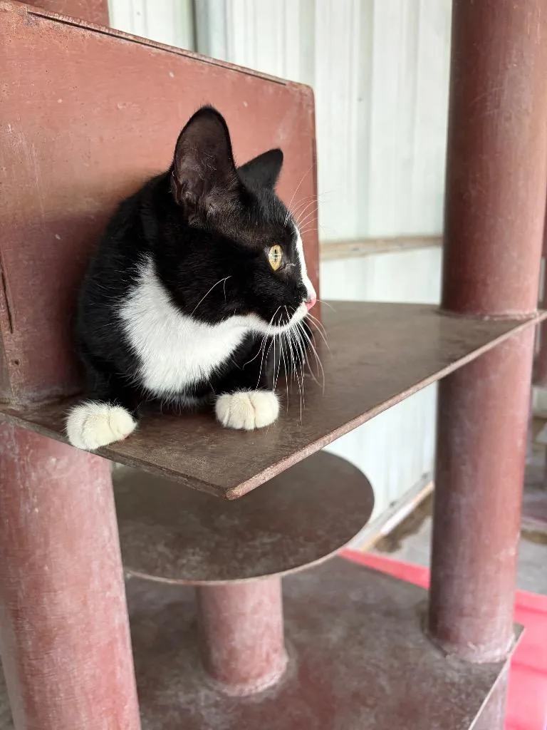 A baby small-sized male Domestic Short Hair cat named Rockie for adoption in Ada, OK