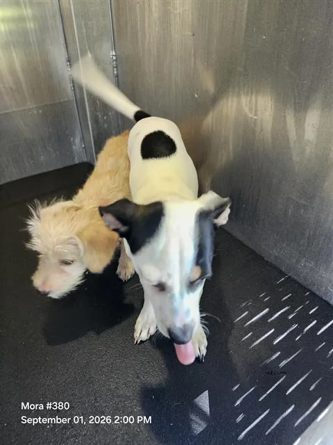 A baby small-sized female Terrier dog named Milanesa for adoption in San Antonio, TX