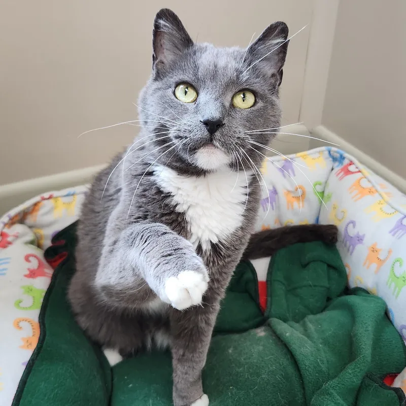 A senior medium-sized female Gray & White Domestic Short Hair cat named Mavis for adoption in Marshfield, WI