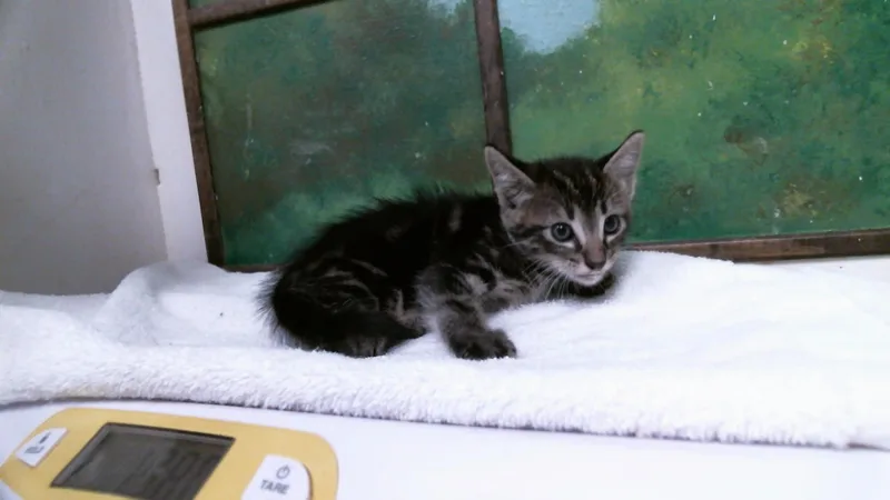 A baby small-sized male Domestic Short Hair cat named Dumpling for adoption in Houston, TX