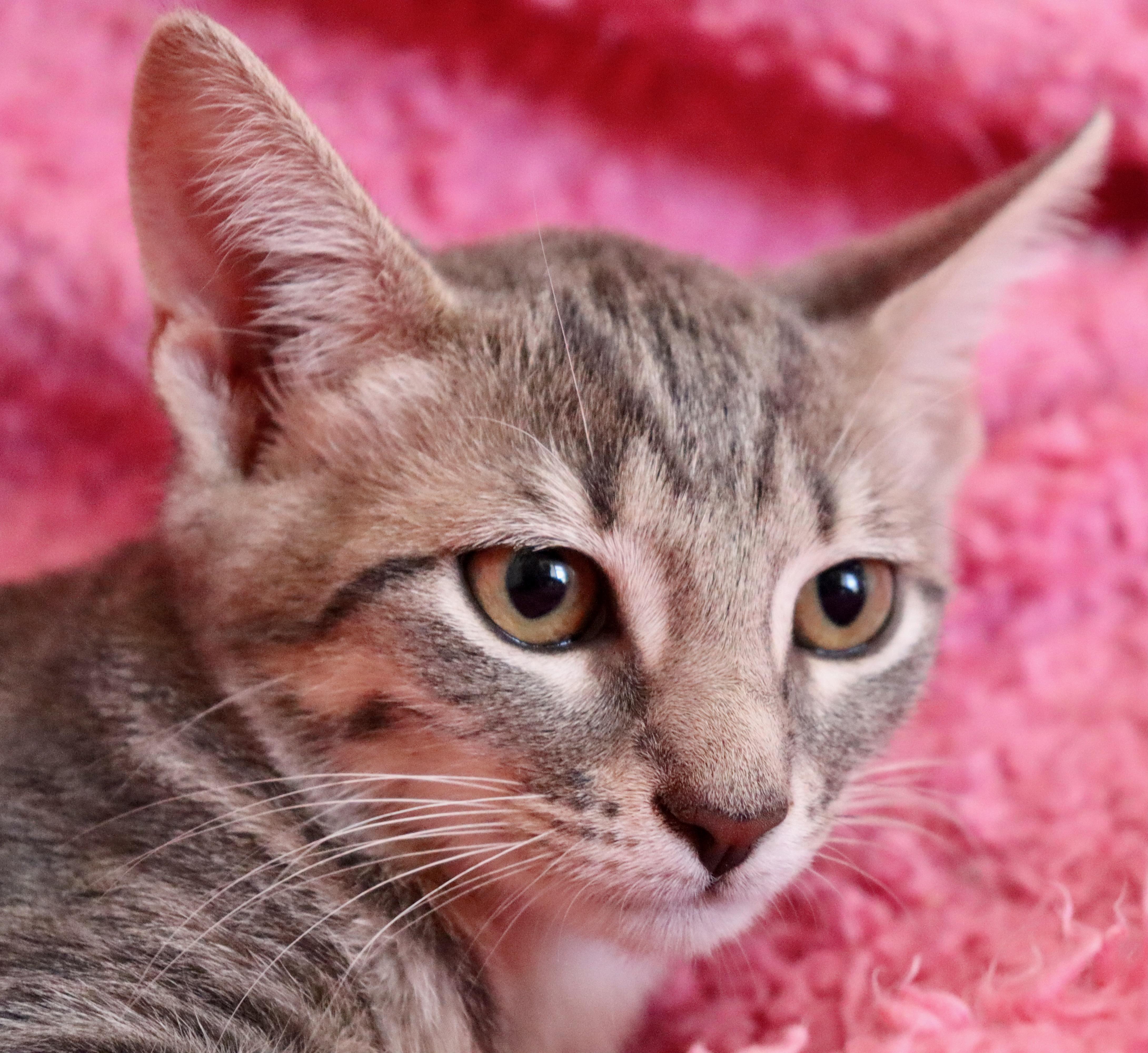 A baby medium-sized female Tabby (Gray / Blue / Silver) Tabby cat named Pearl for adoption in Saint Augustine, FL