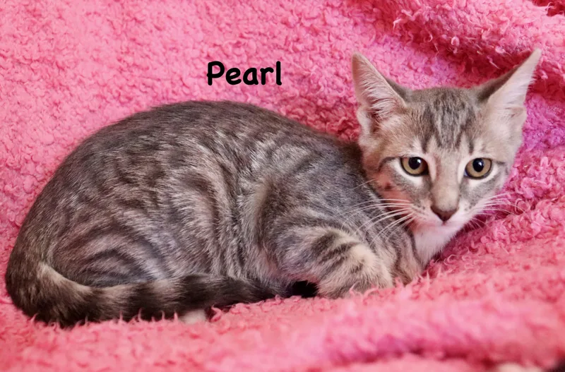 Pearl thumbnail 4