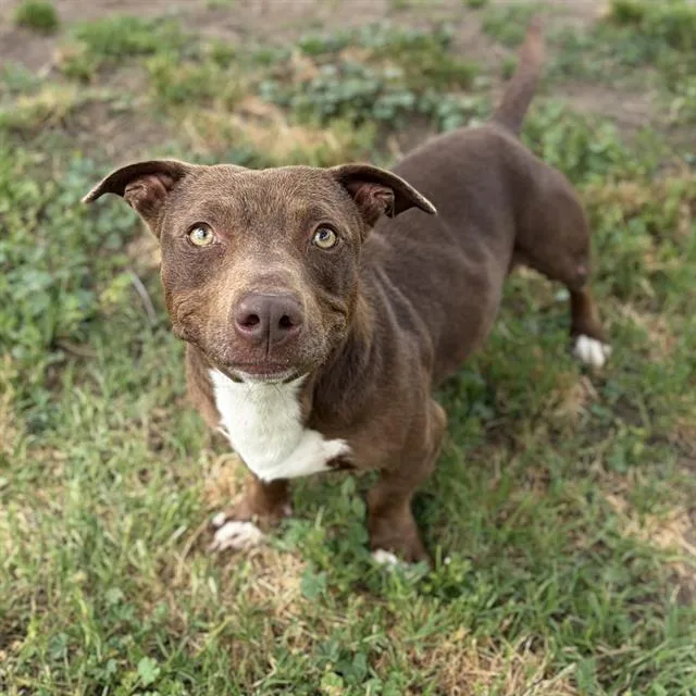 An adult small-sized male Pit Bull Terrier dog named Penn for adoption in Modesto, CA
