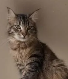 An adult small-sized male Tabby (Buff / Tan / Fawn) Domestic Medium Hair cat named Poe for adoption in Lompoc, CA