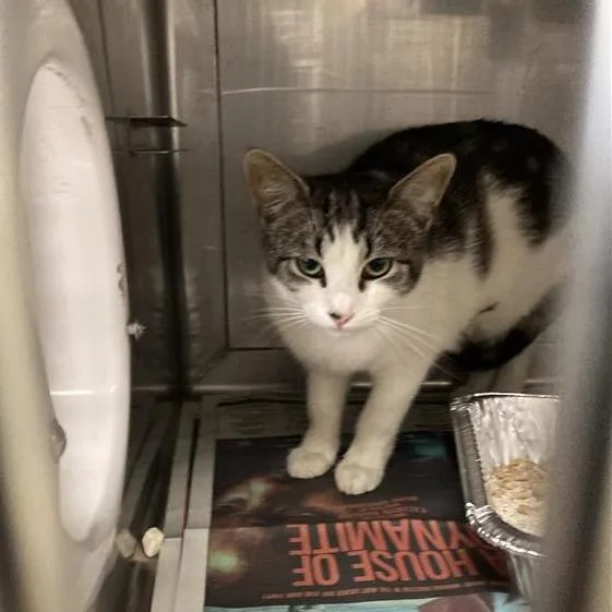 A young medium-sized female Gray / Blue / Silver Domestic Short Hair cat named Rosie for adoption in Long Beach, CA