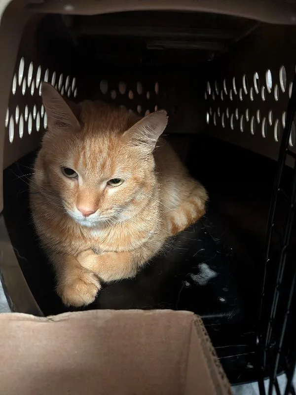 An adult medium-sized male Orange / Red Domestic Short Hair cat named Mango for adoption in Cincinnati, OH